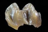 Oligocene Horse (Mesohippus) Tooth #73637-1